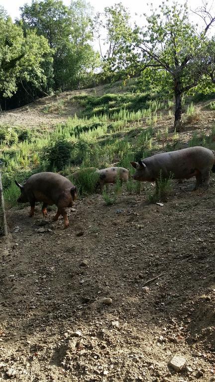 Castelcivita Agriturismo L'Antico Casolare מראה חיצוני תמונה